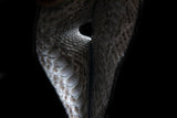 GREY PYTHON LEATHER WALLET